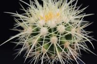 Echinocactus grusonii RS 163A